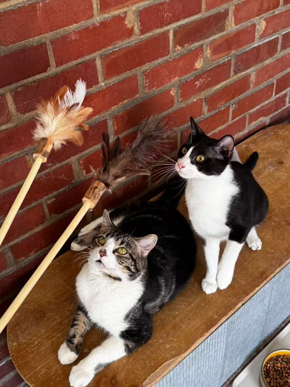 Cats at Homeward Trails Animal Rescue